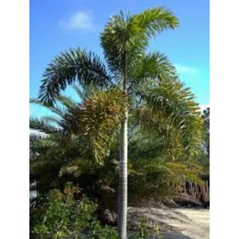A1 Palm Trees
